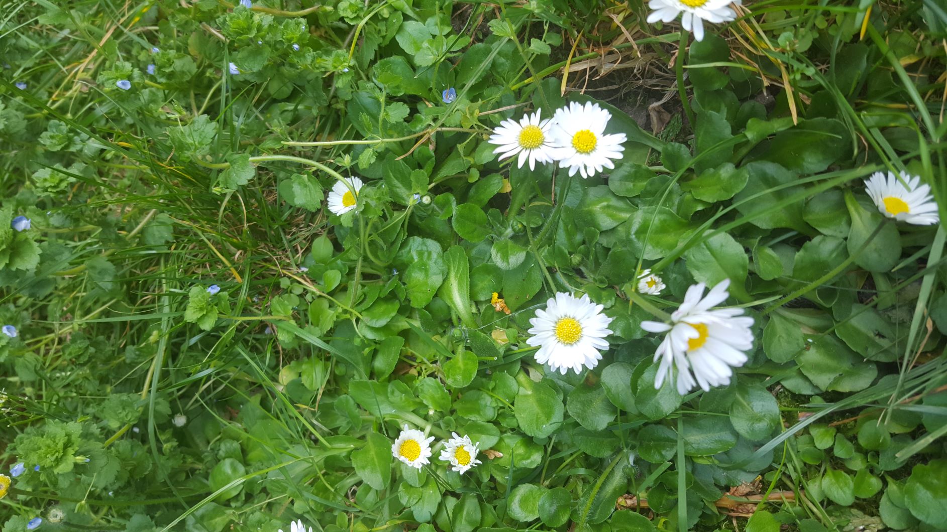 Pâquerette - Bellis Perenis - Vue d'ensemble