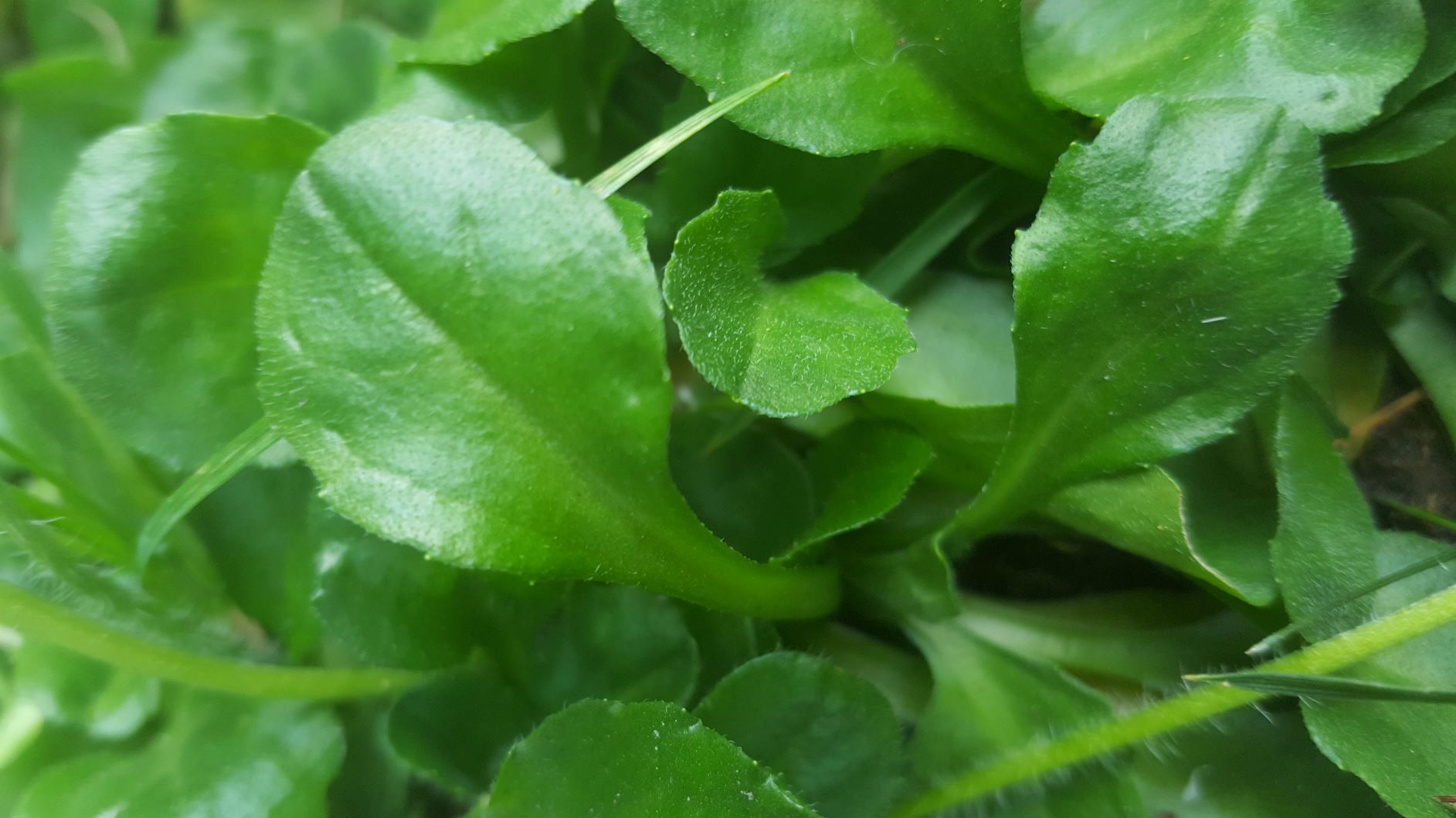 Pâquerette - Bellis Perenis - Vue des feuilles