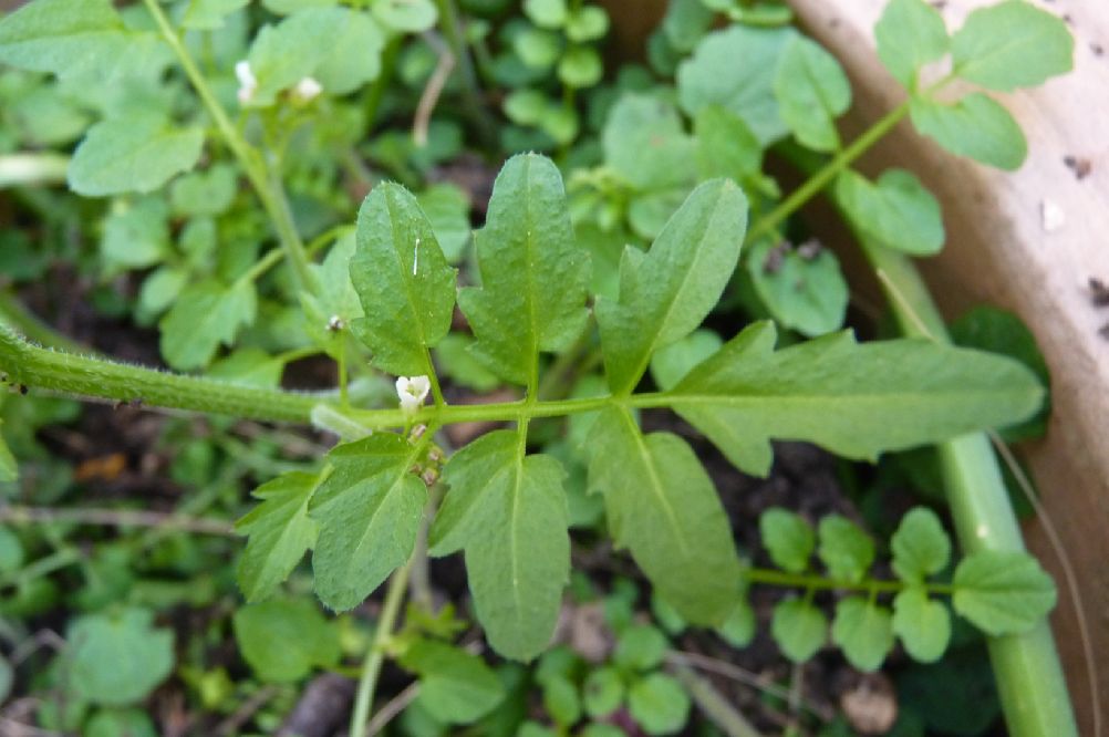 Cardamine amère - Feuille