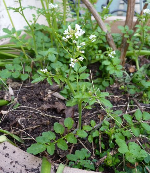 Cardamine amère - Vue d'ensemble