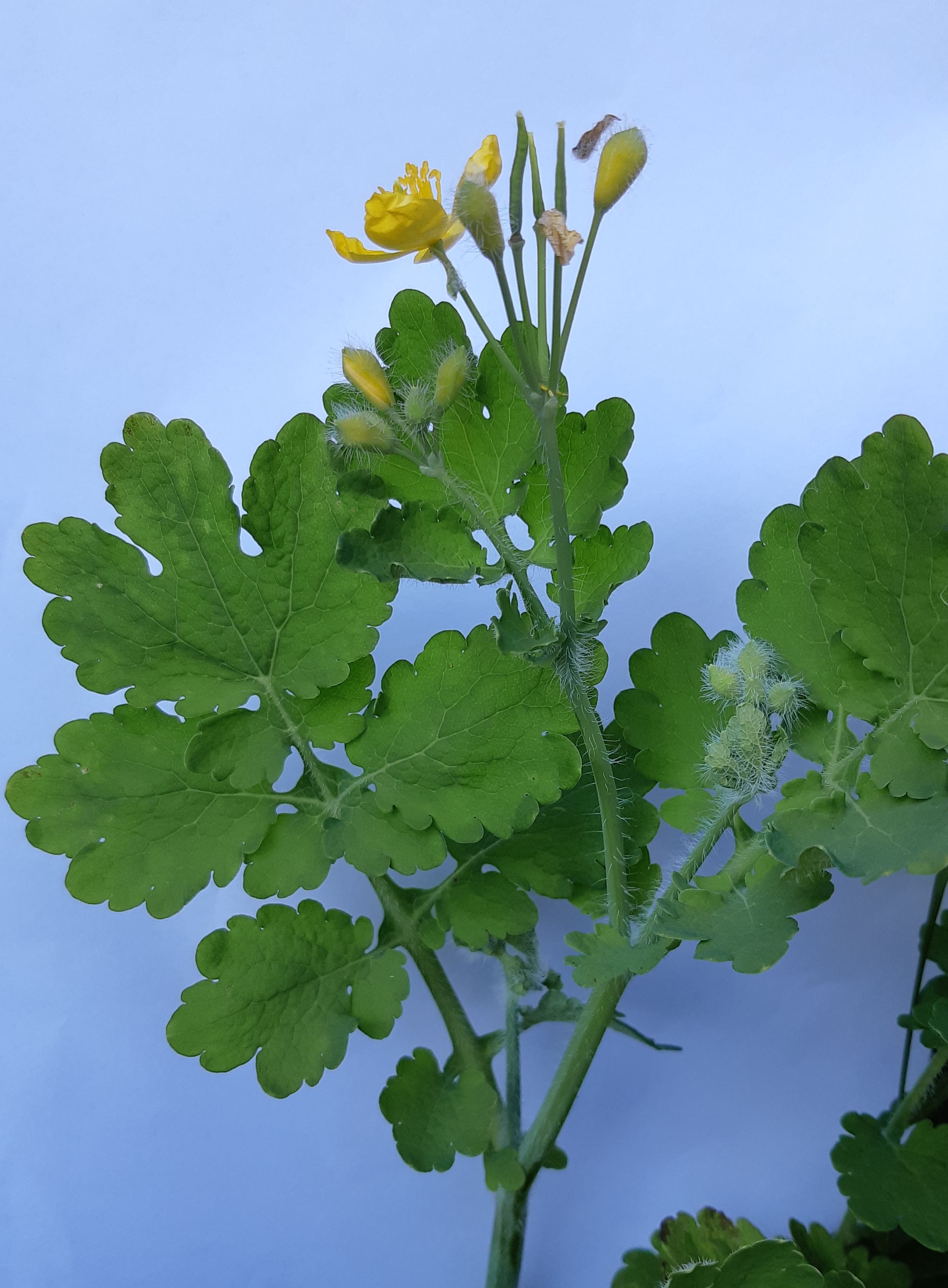 Chélidoine (Chelidonium majus)