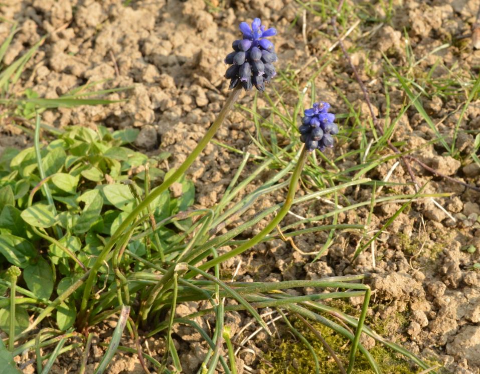 Aperçu global de la plante