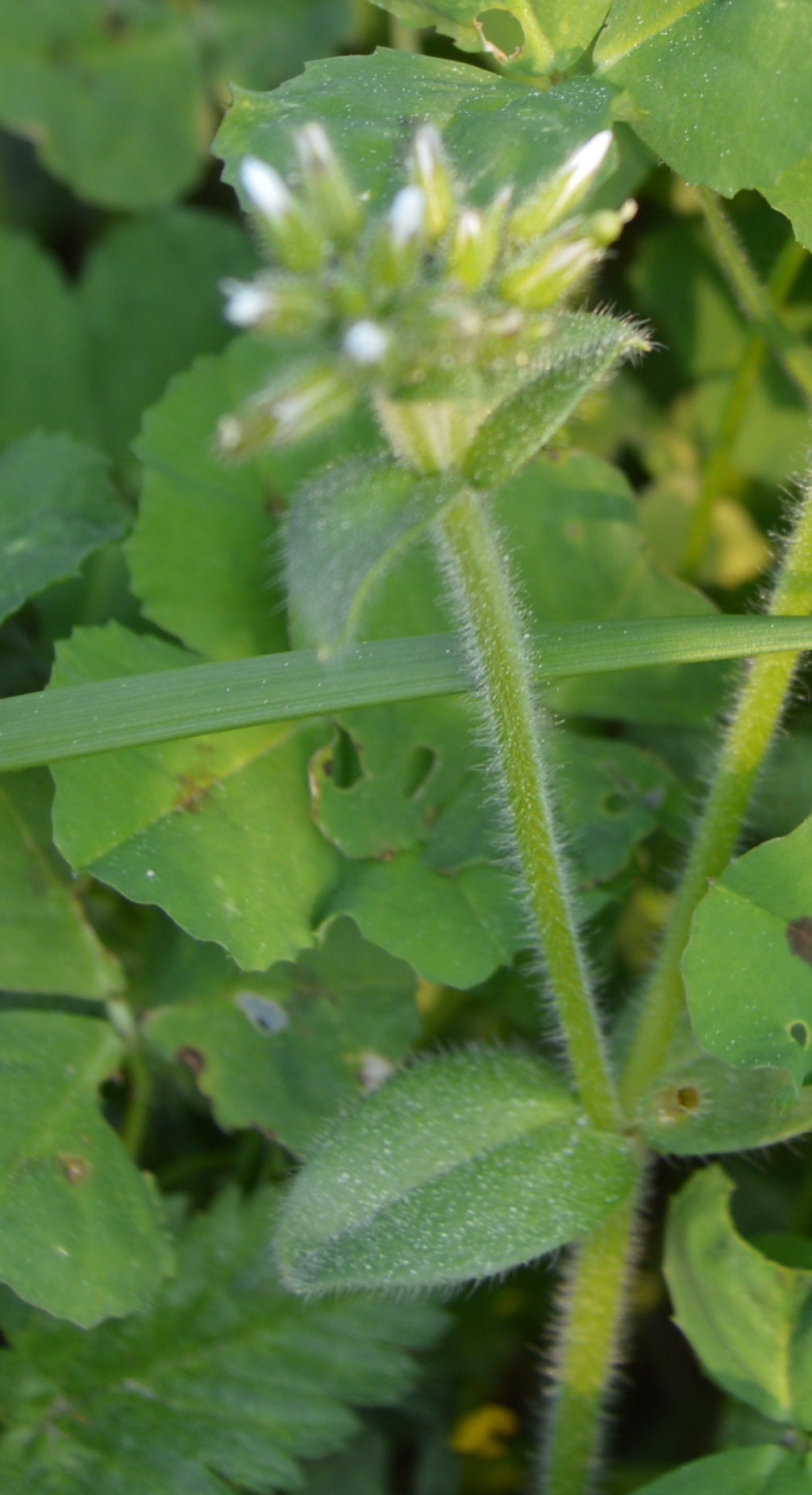 Plant de céraiste aggloméré