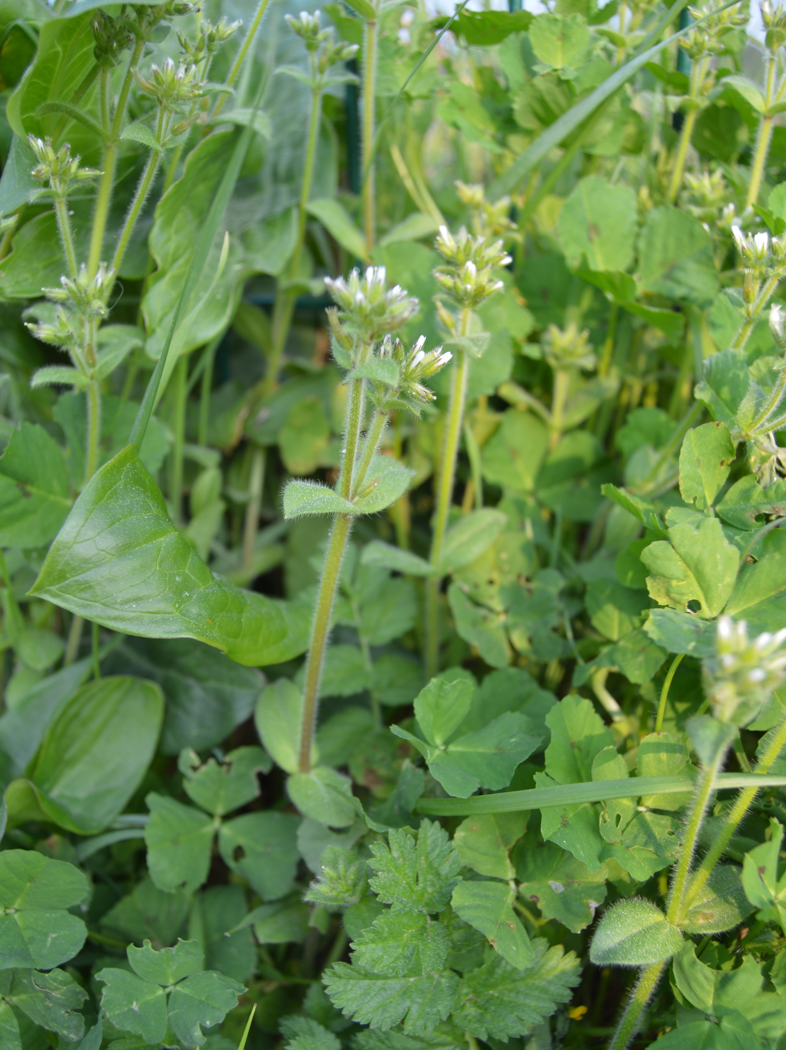 Plant de céraiste aggloméré
