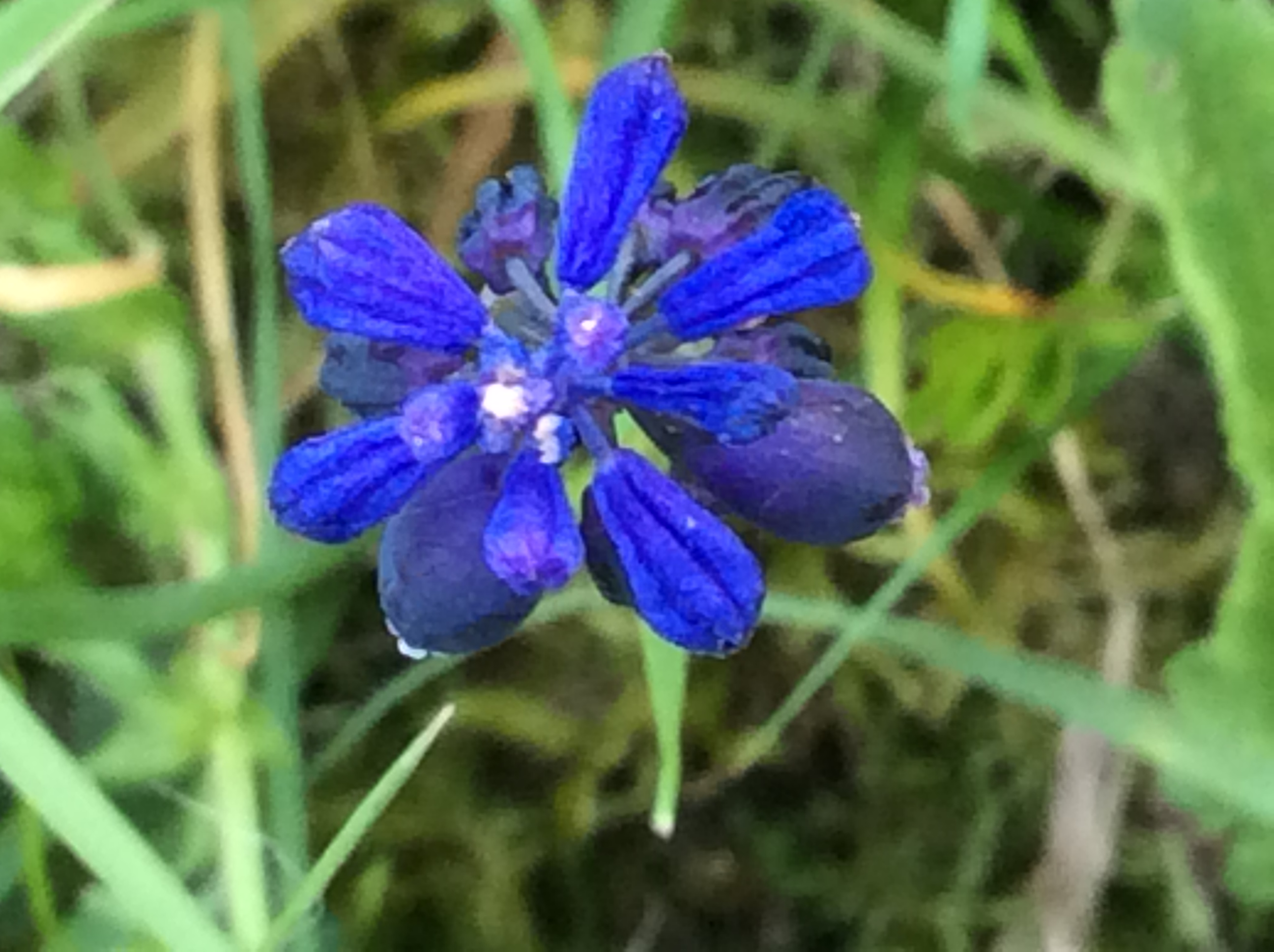 Muscari vue de dessus
