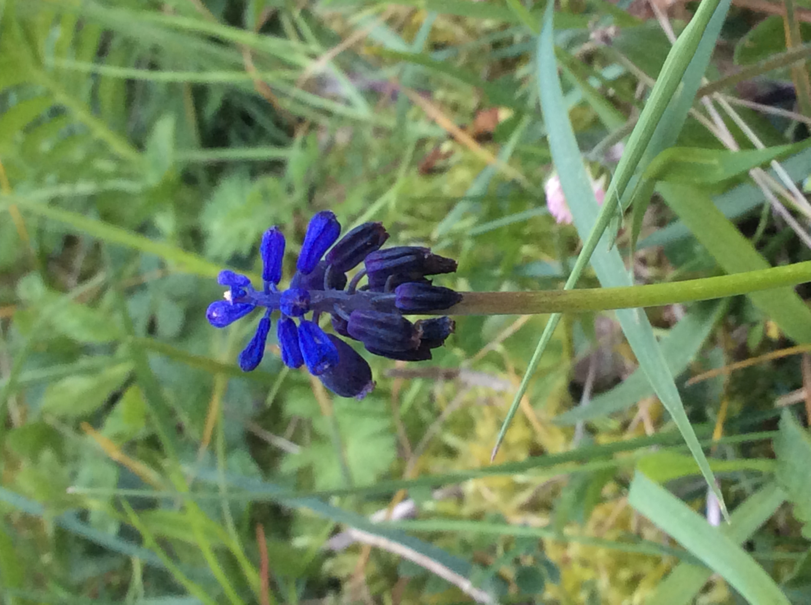 Muscari vue globale