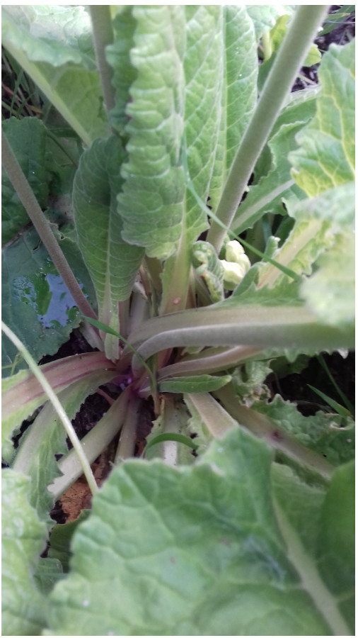 Feuilles à la base uniquement