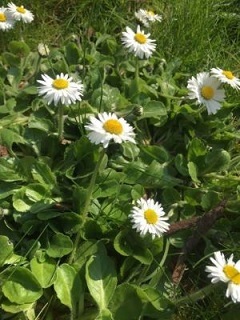 Bellis perennis