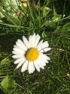 Bellis perennis