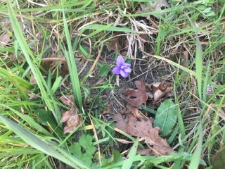 Violette odorante vue d’ensemble