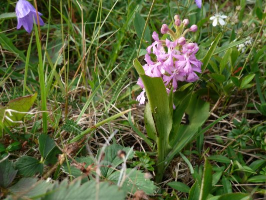campanule, fleurs des champs