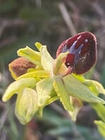 ophrys