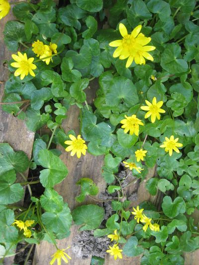 Ficaire - Vue d'ensemble