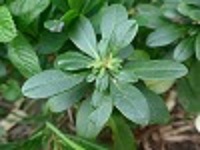 Feuilles ovales,vert foncée disposées en rosette, épaisses