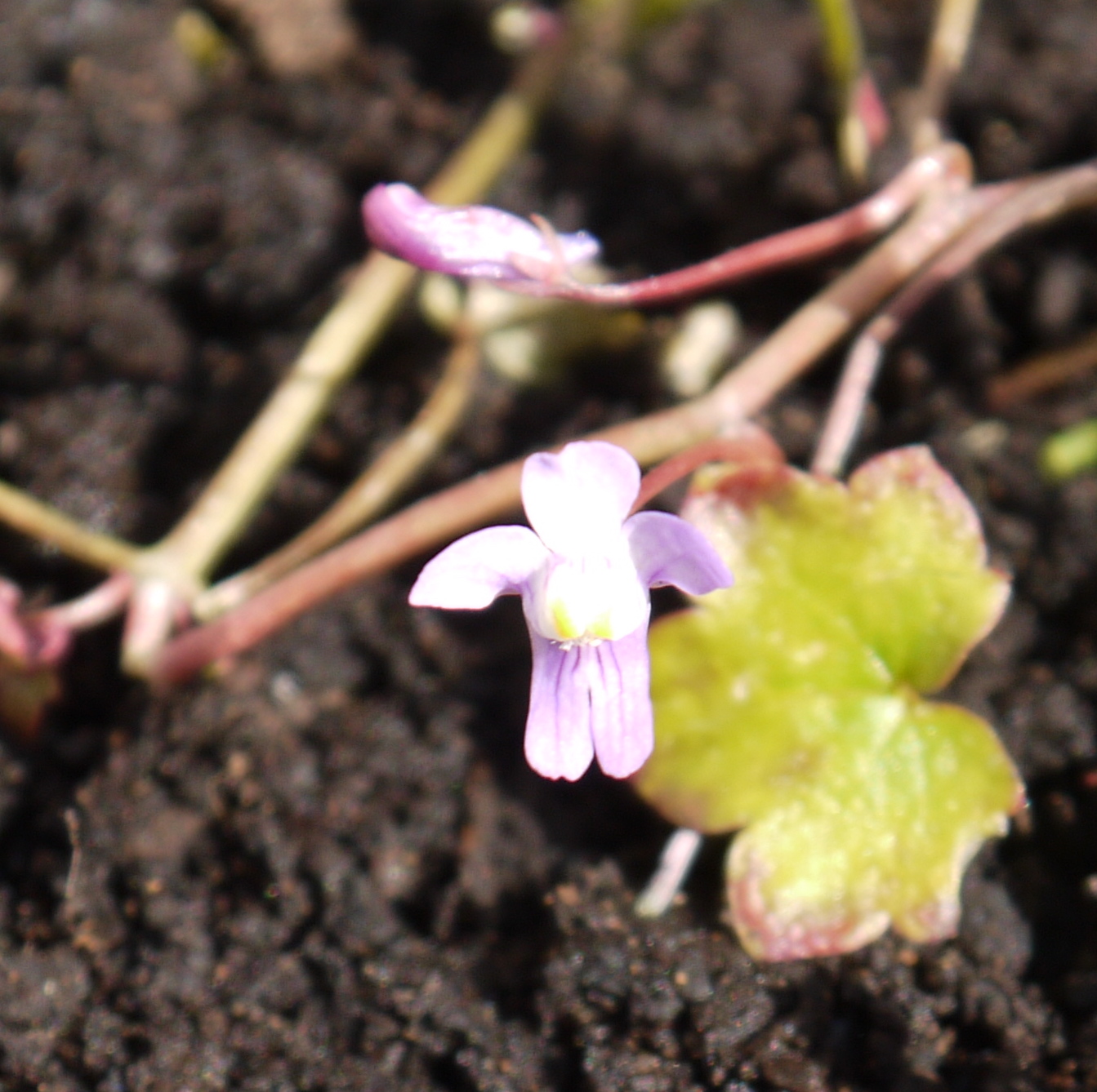 Fleur de la cymbalaire des murailles