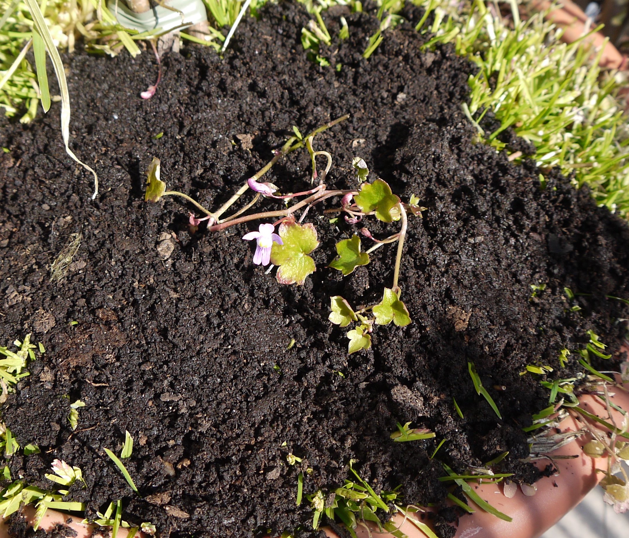 Vue globale de la cymbalaire des murailles