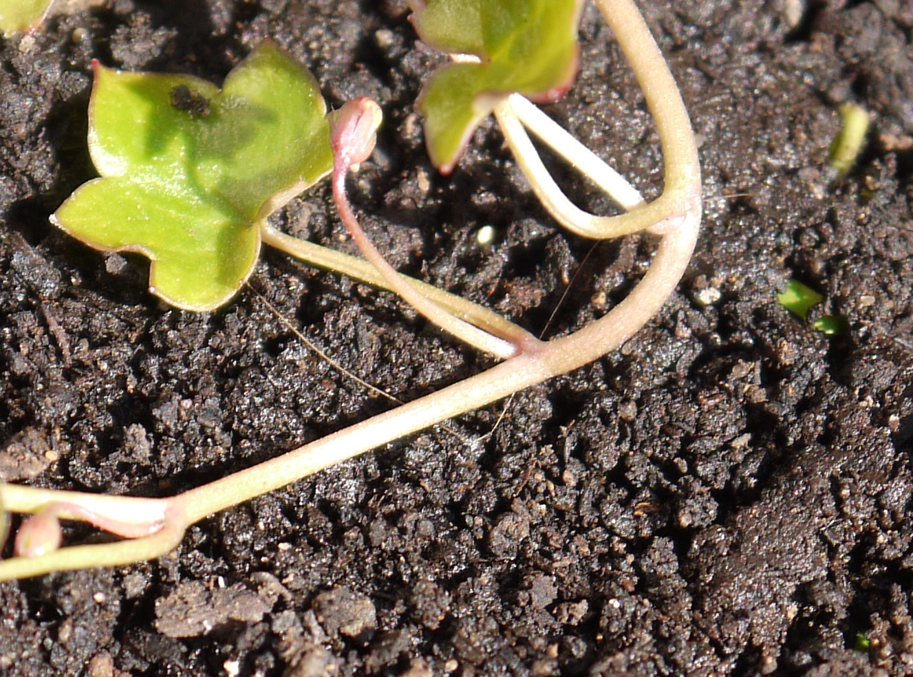 Tige de la cymbalaire des murailles