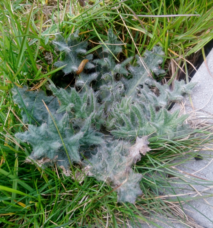 Probablement un cirse laineux