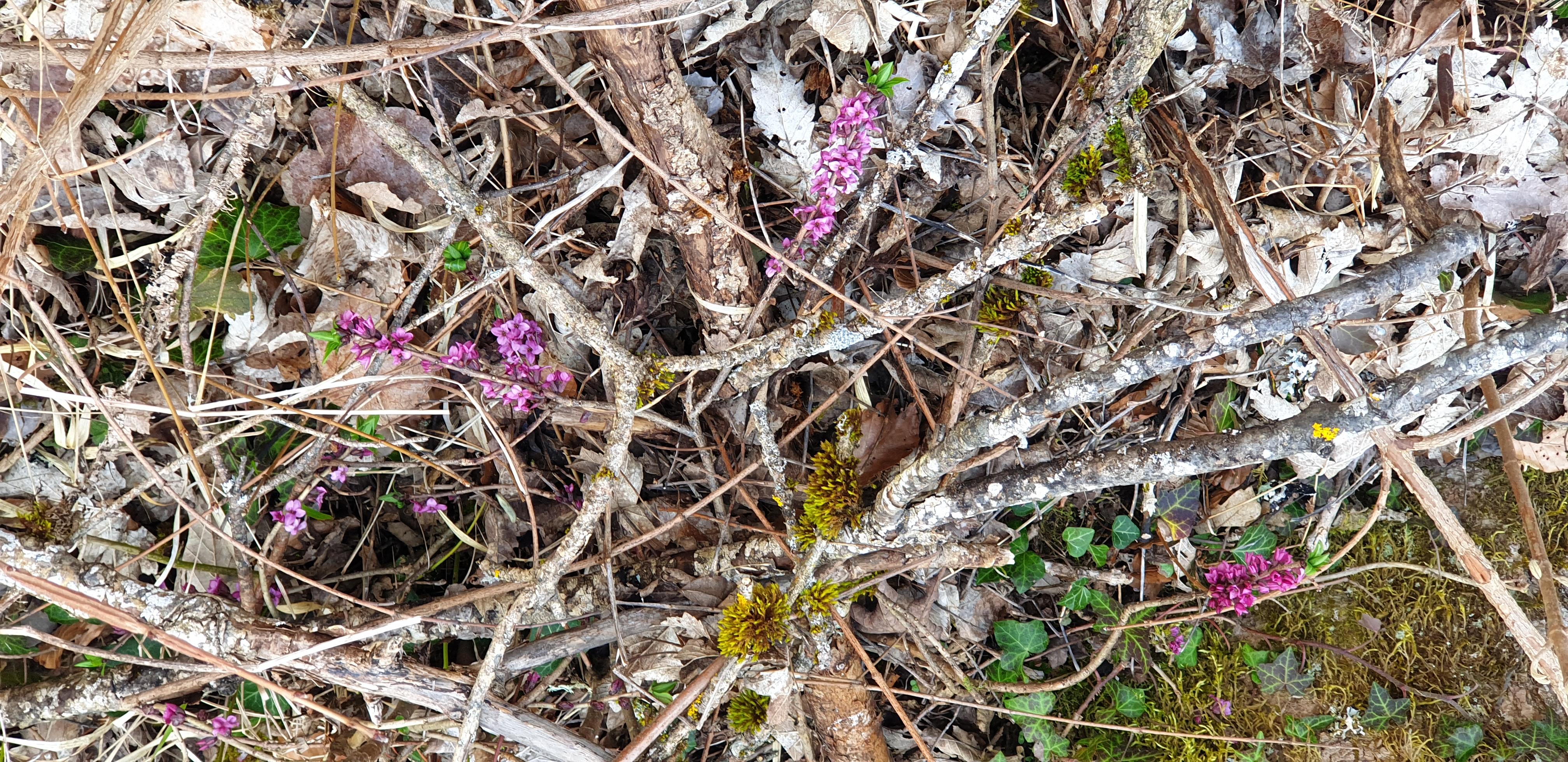 Bois gentil au printemps