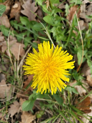 fleur jaune de pissenlit