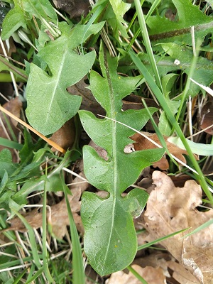feuilles de pissenlit