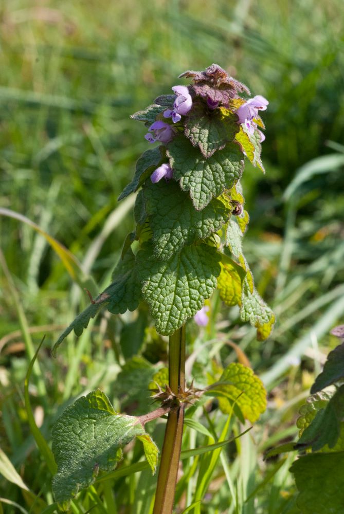 La plante entière (ou presque)