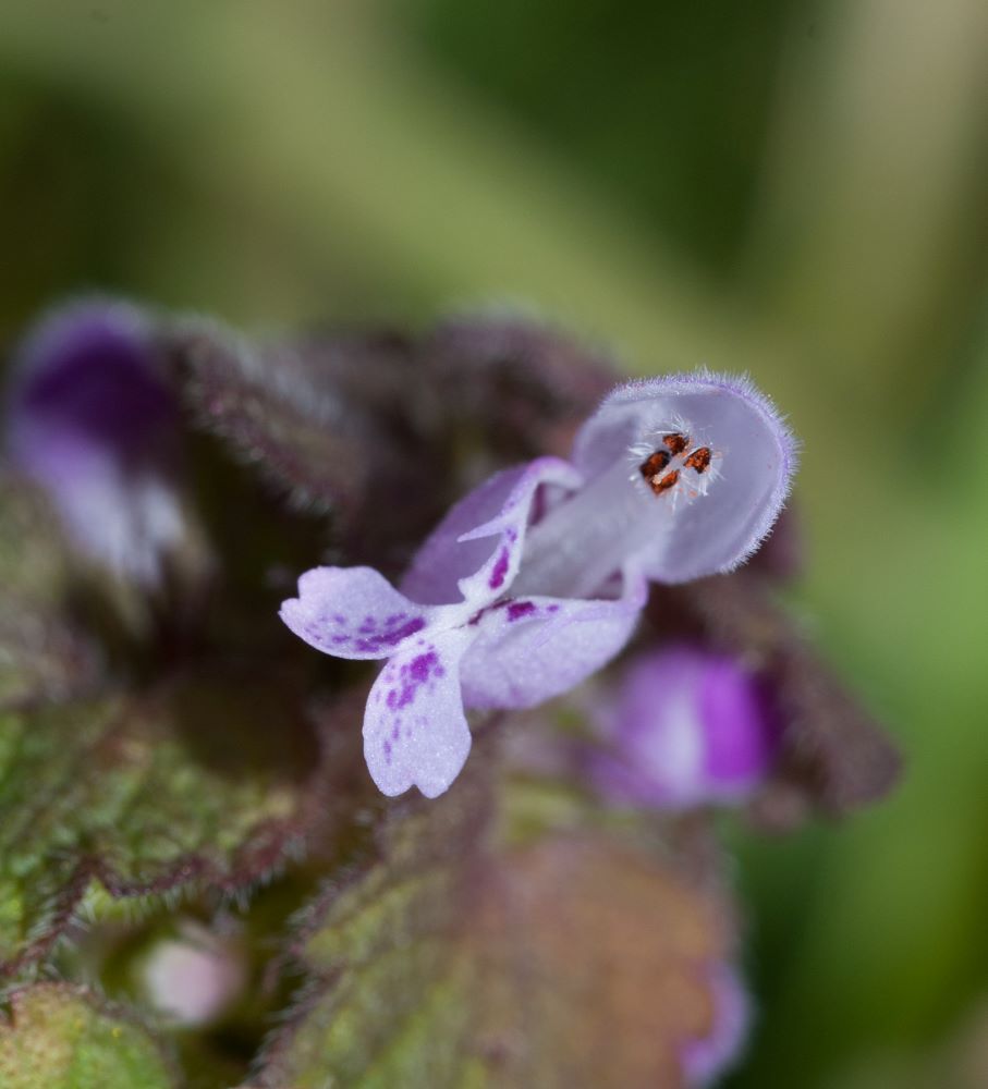 Fleur isolée : pétales soudés mauves; 4 étamines soudées