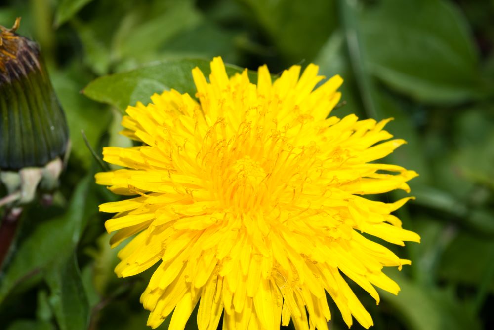 inflorescence en capitule de fleurs jaunes, de forme en languette. Fleurs males à la périphérie et fleurs femelles au centre du capitule.s