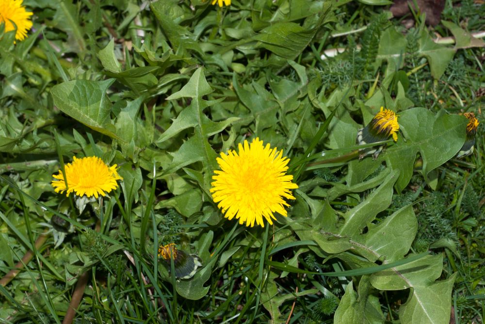 plante à fleur jaune et feuilles trés découpées
