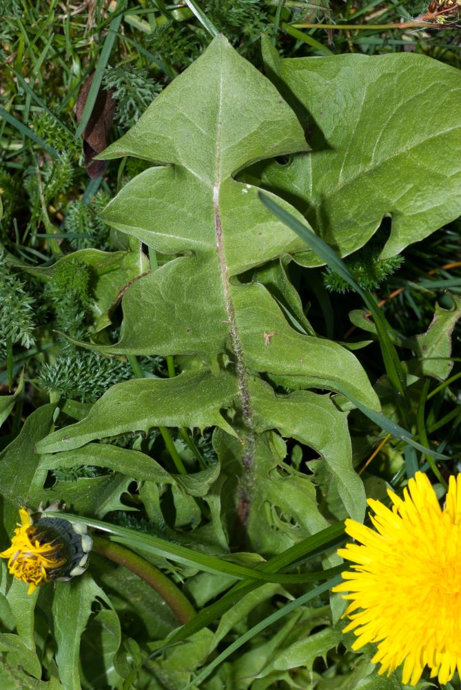 Feuilleverte, longue et très découpée en 9 lobes