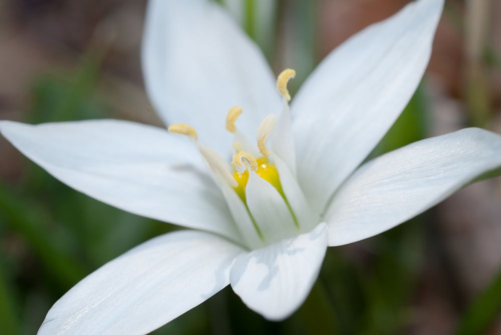 Fleur à 6 sépales et 6 pétales blancs en gros plan