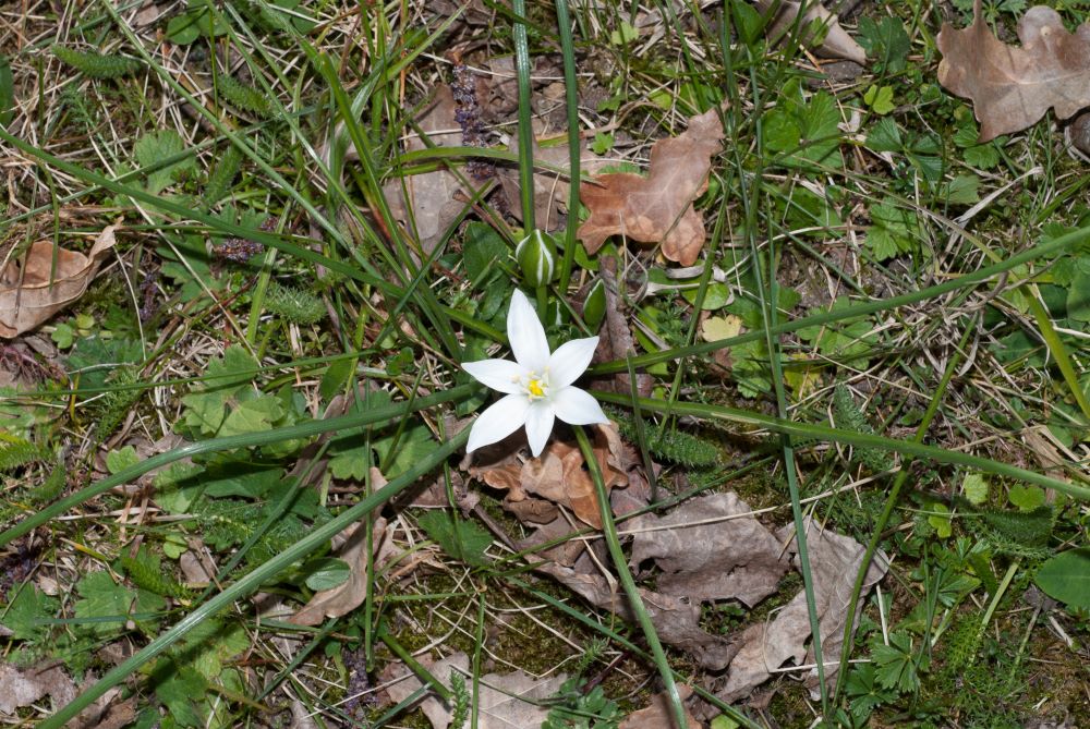 Freur blanche en étoile au milieu d'une rosette de fines lanières vertes (les feuilles ?)s
