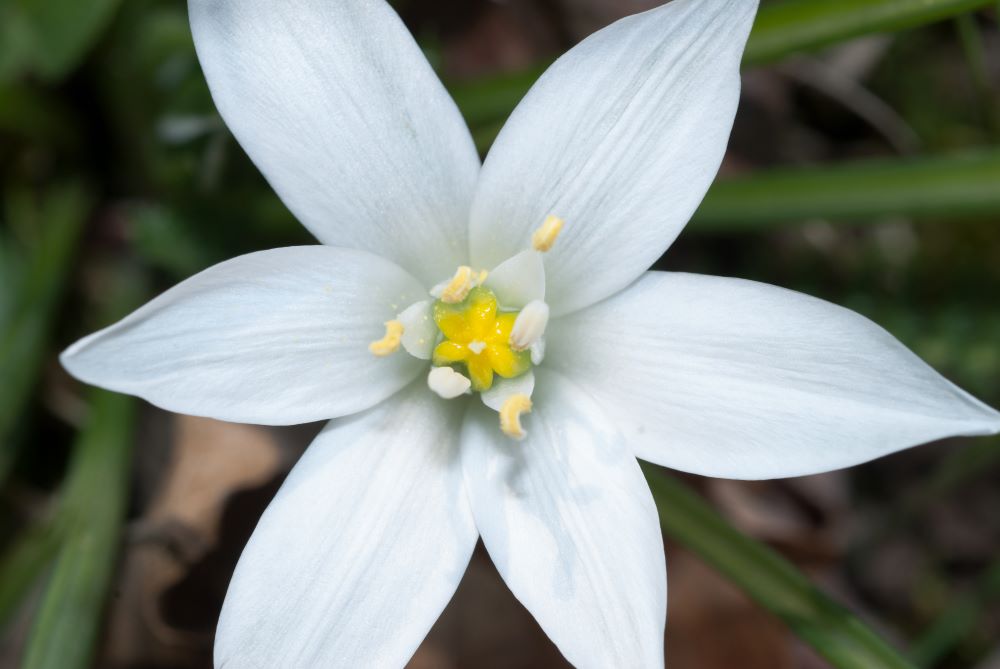 Fleur à 6 sépales et 6 pétales blancs