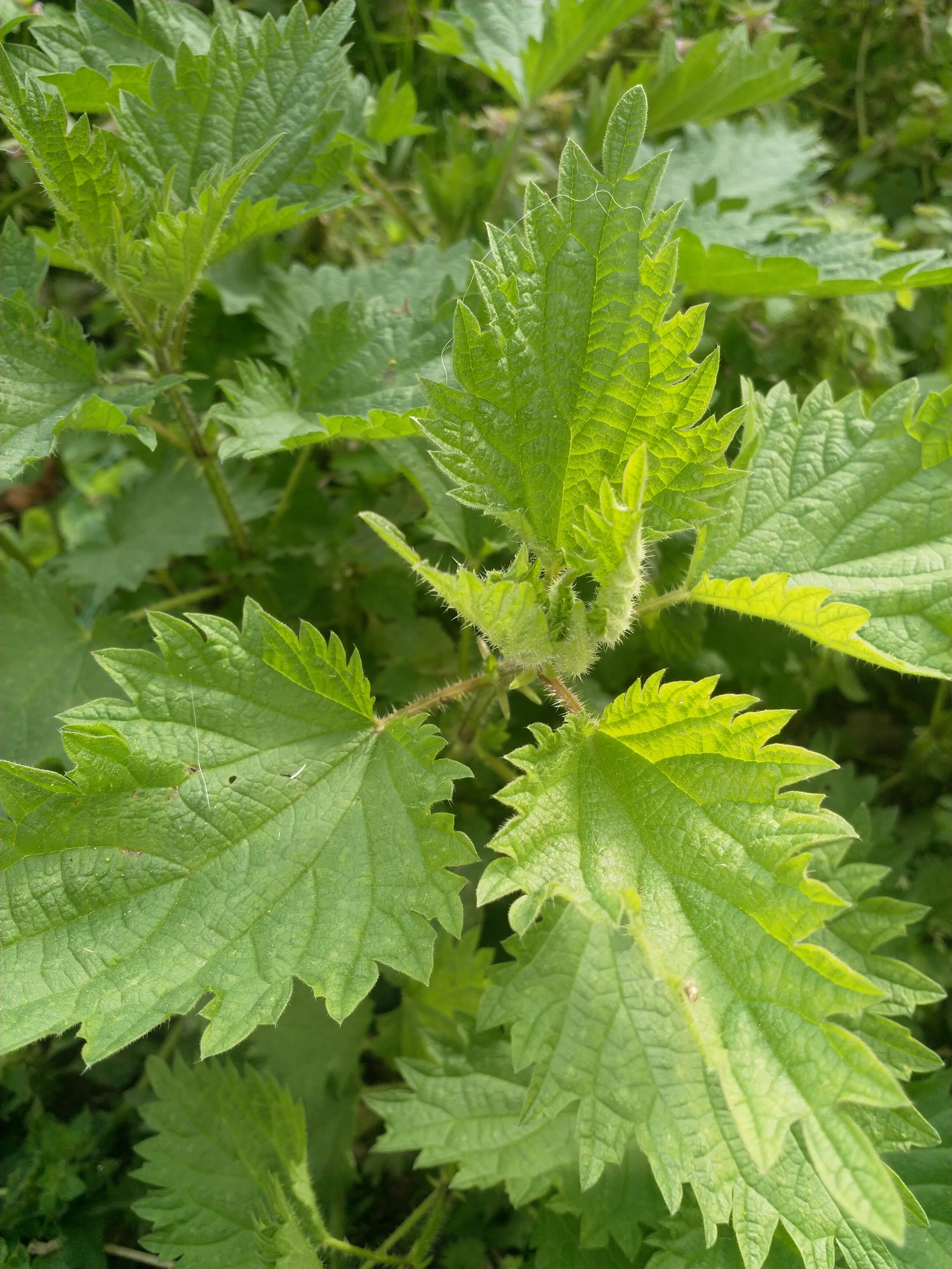 Urtica dioica L feuilles et apex