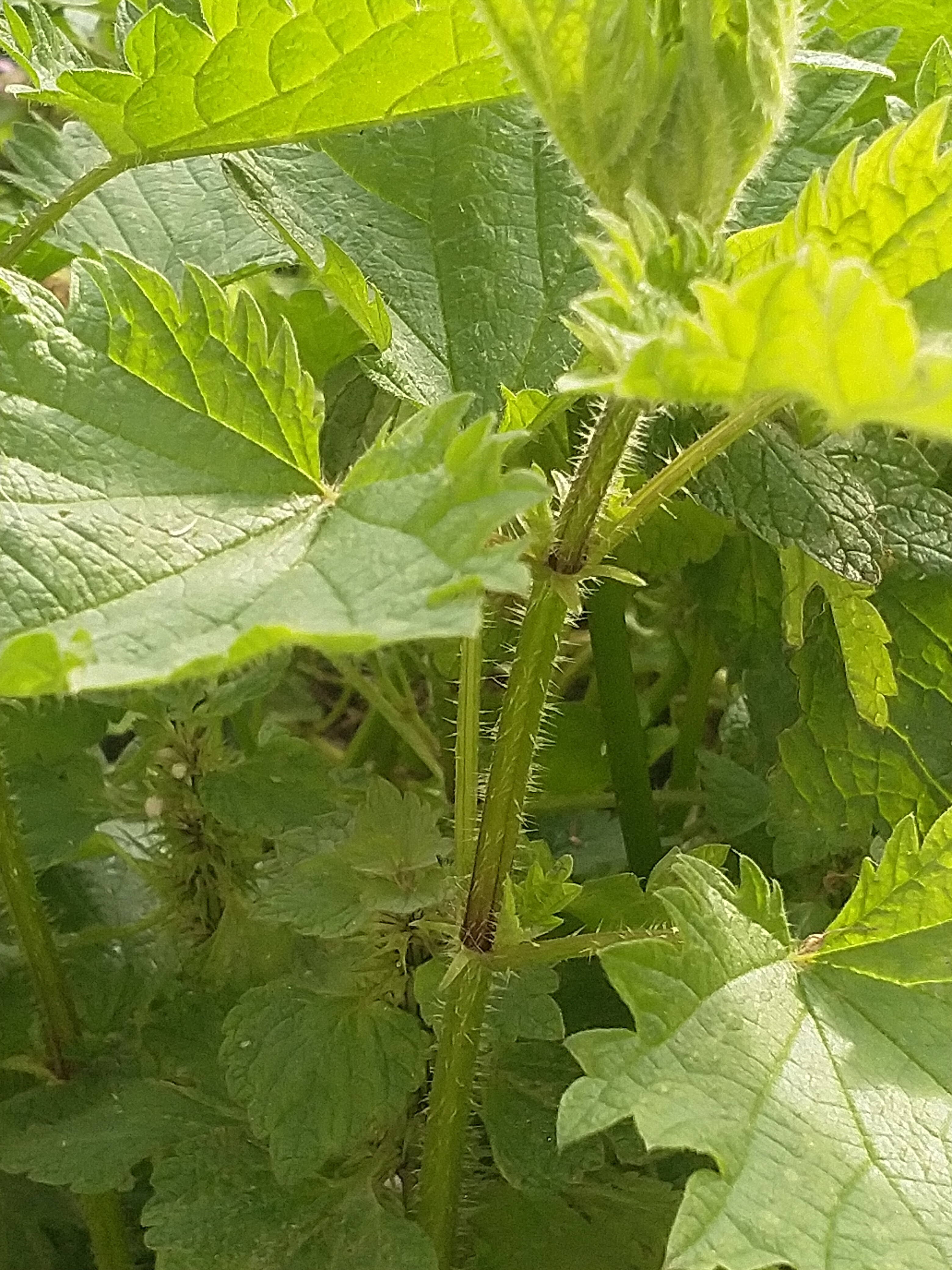 Urtica dioica L tige et poils