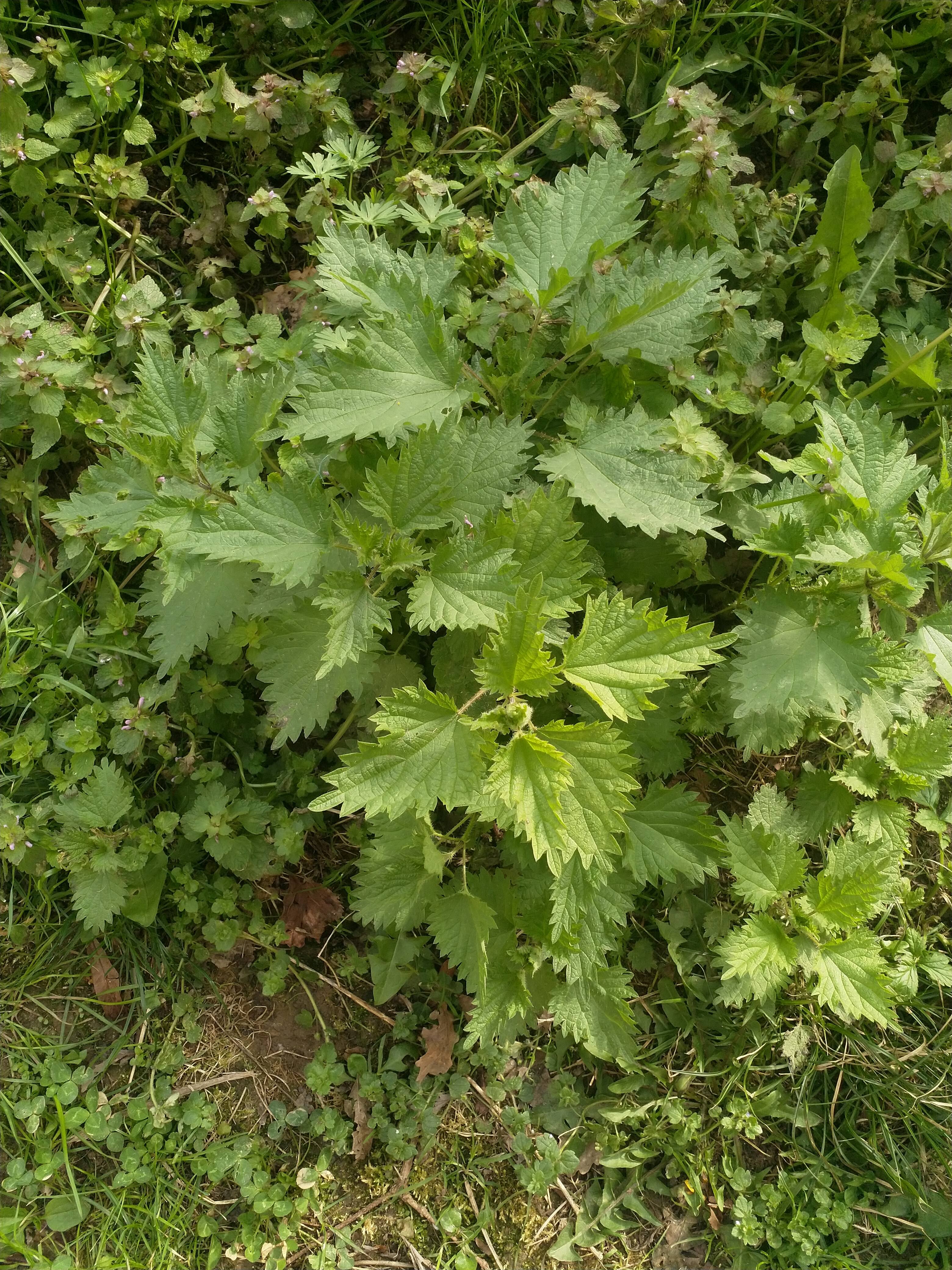 Urtica dioica L vue d'ensemble