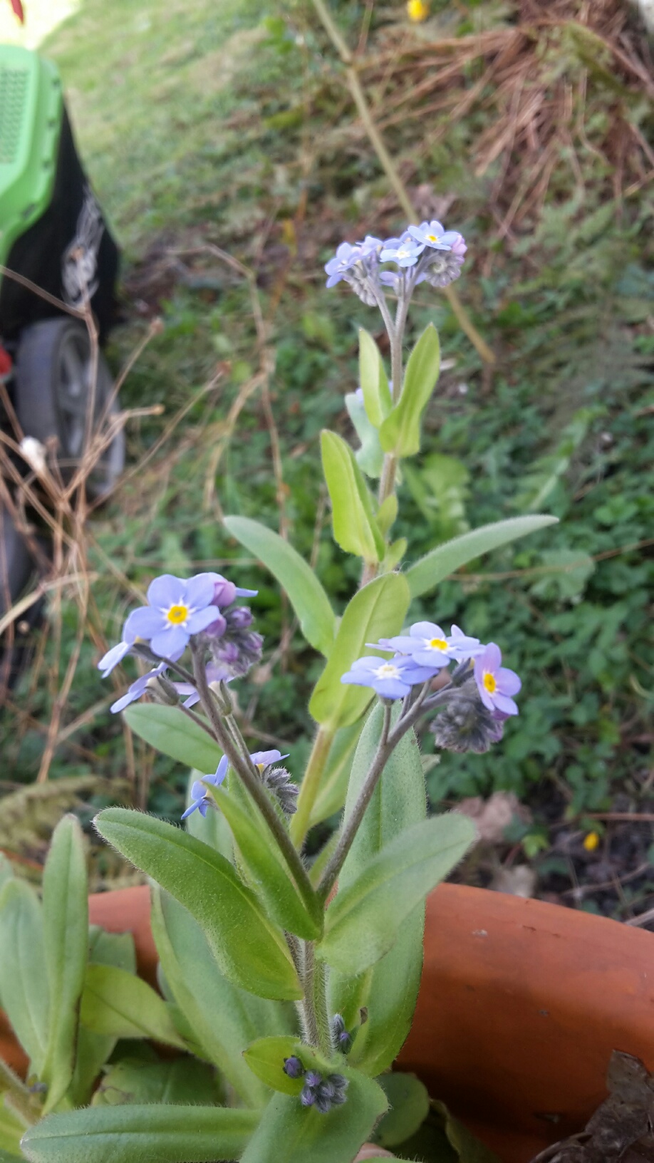 Profile de la plante.