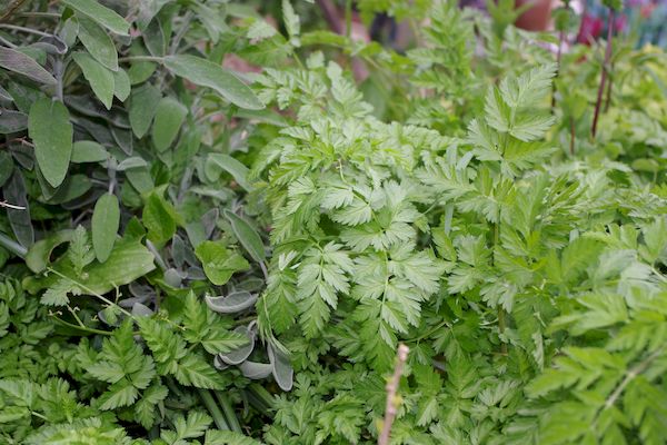 cerfeuil des bois dans son environnement