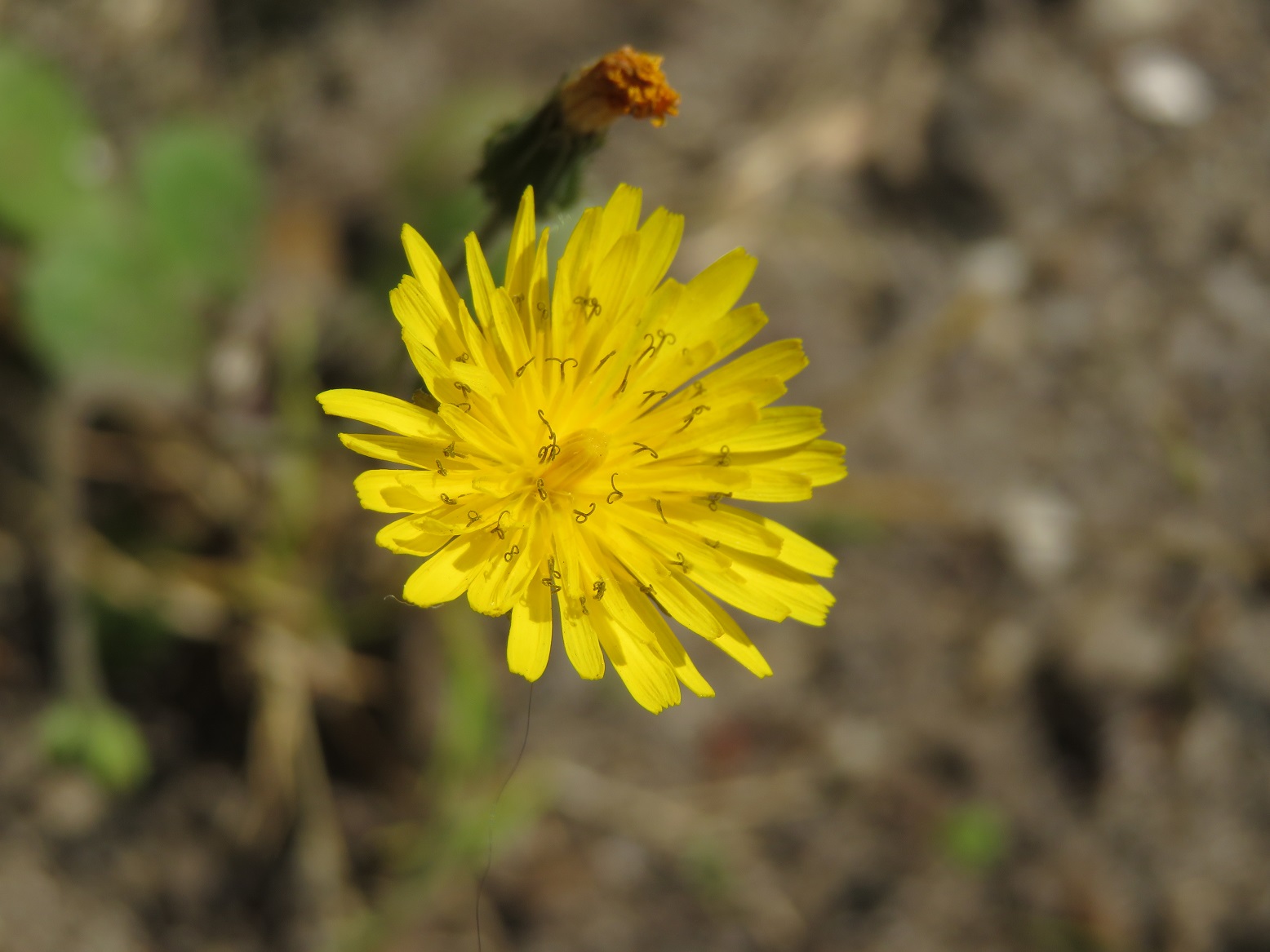 vue de haut de la fleur