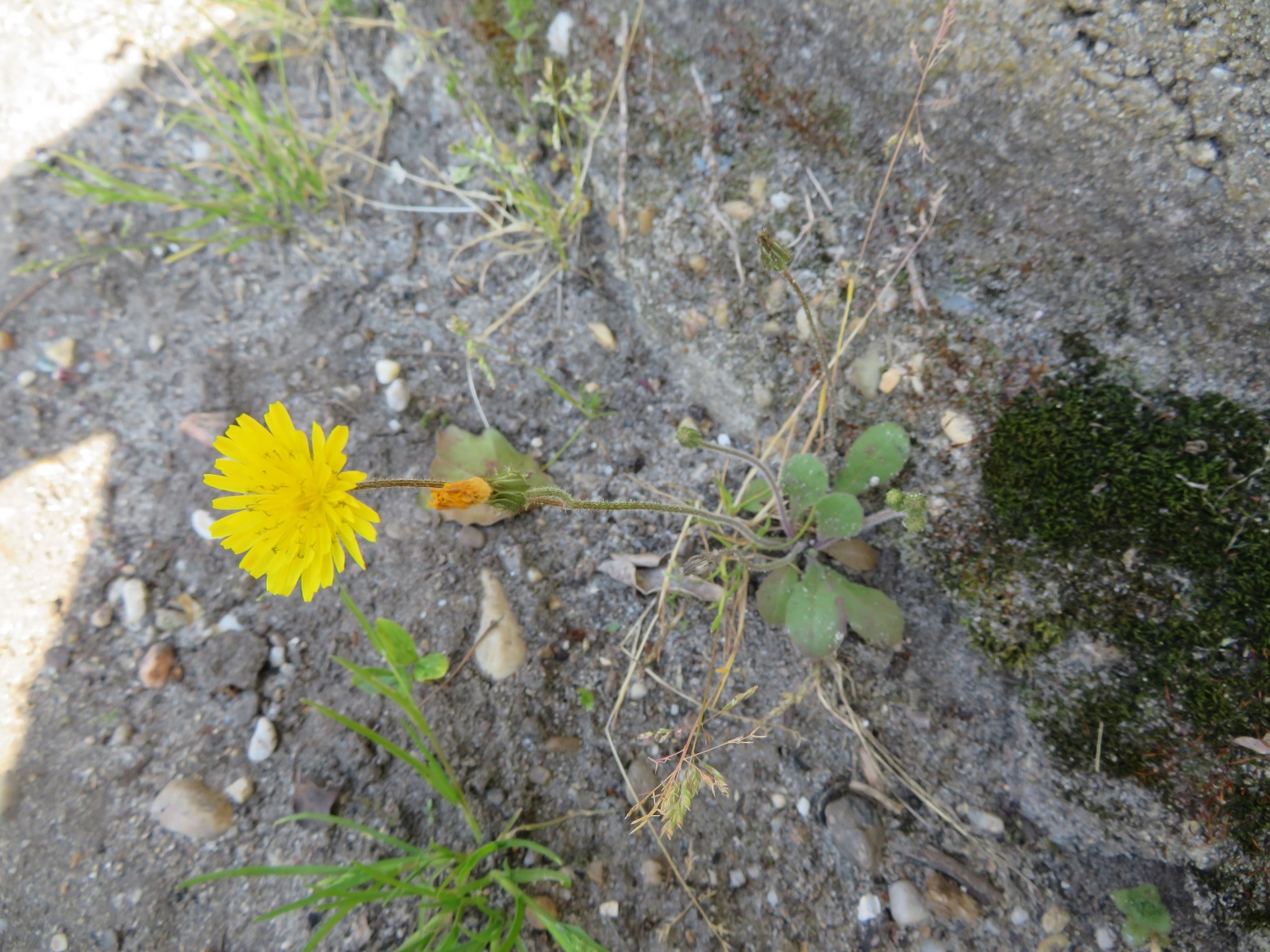 eperviere vu d'ensemble