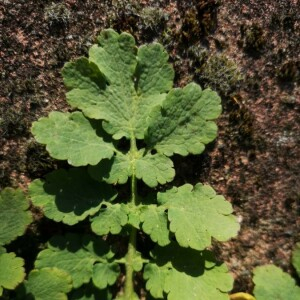 Chelidonium majus