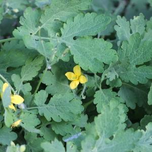 Chelidonium majus