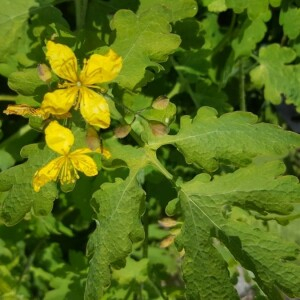 Chelidonium majus