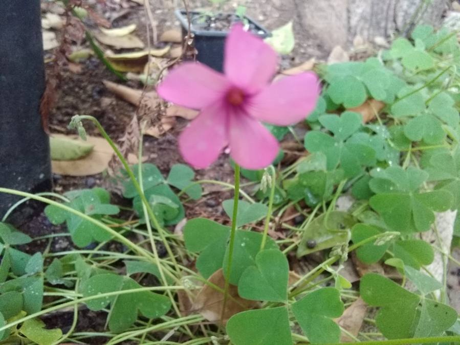 Oxalis articulata Savigny fleur