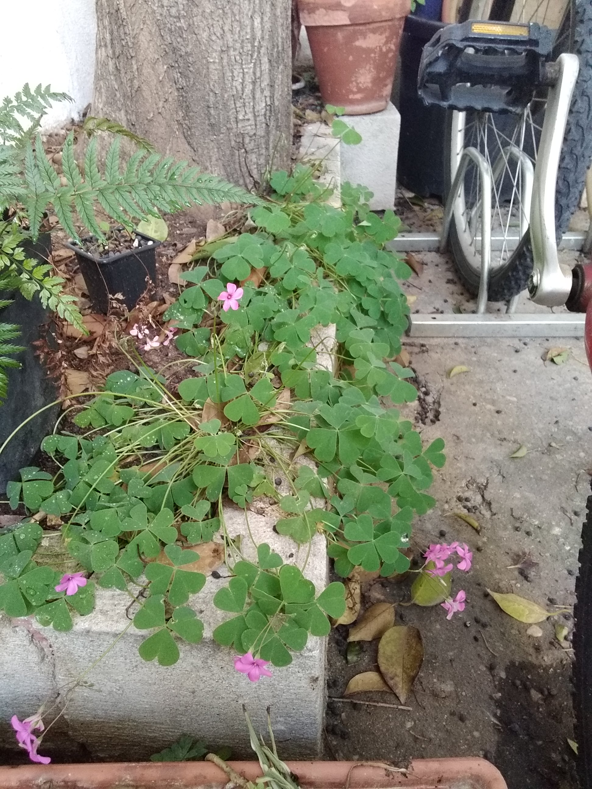 Vue générale Oxalis articulata