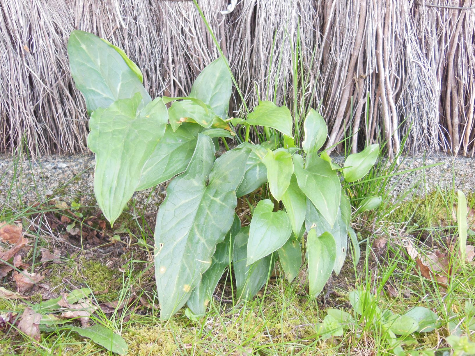 plante verte à feuilles larges lisses en forme de cœur allongé