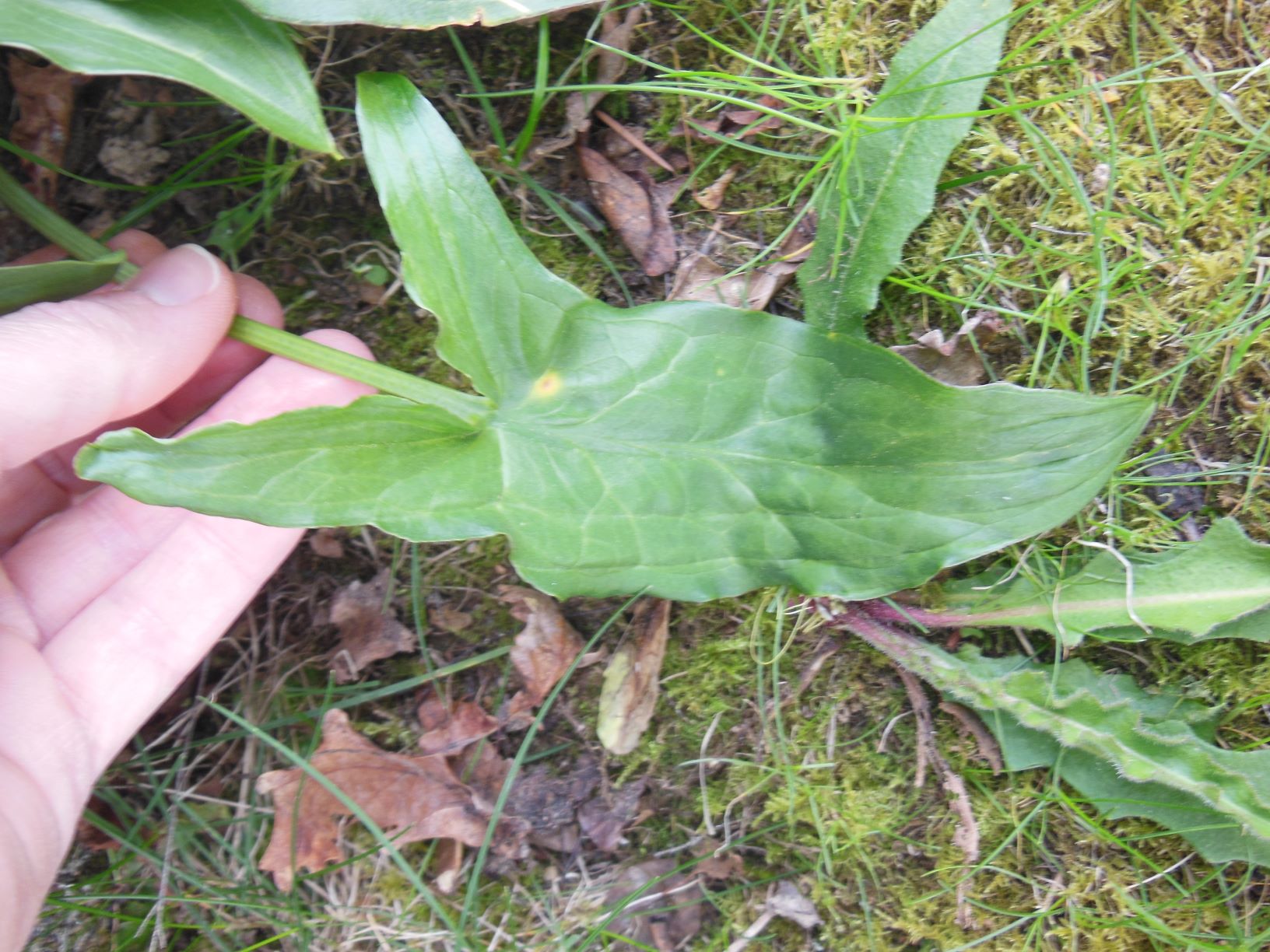 Feuille mature recto