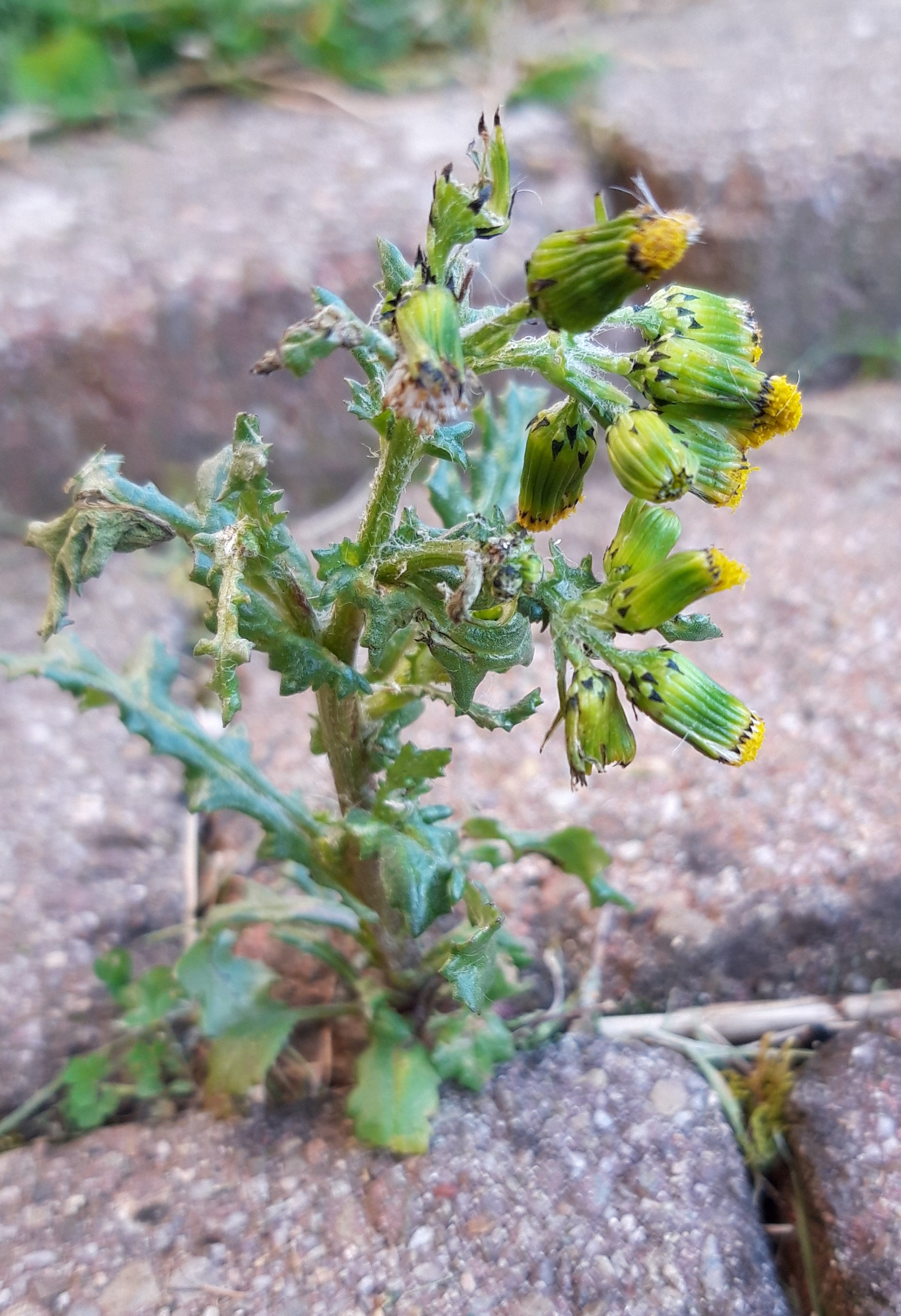 Séneçon vulgaire vue d'ensemble