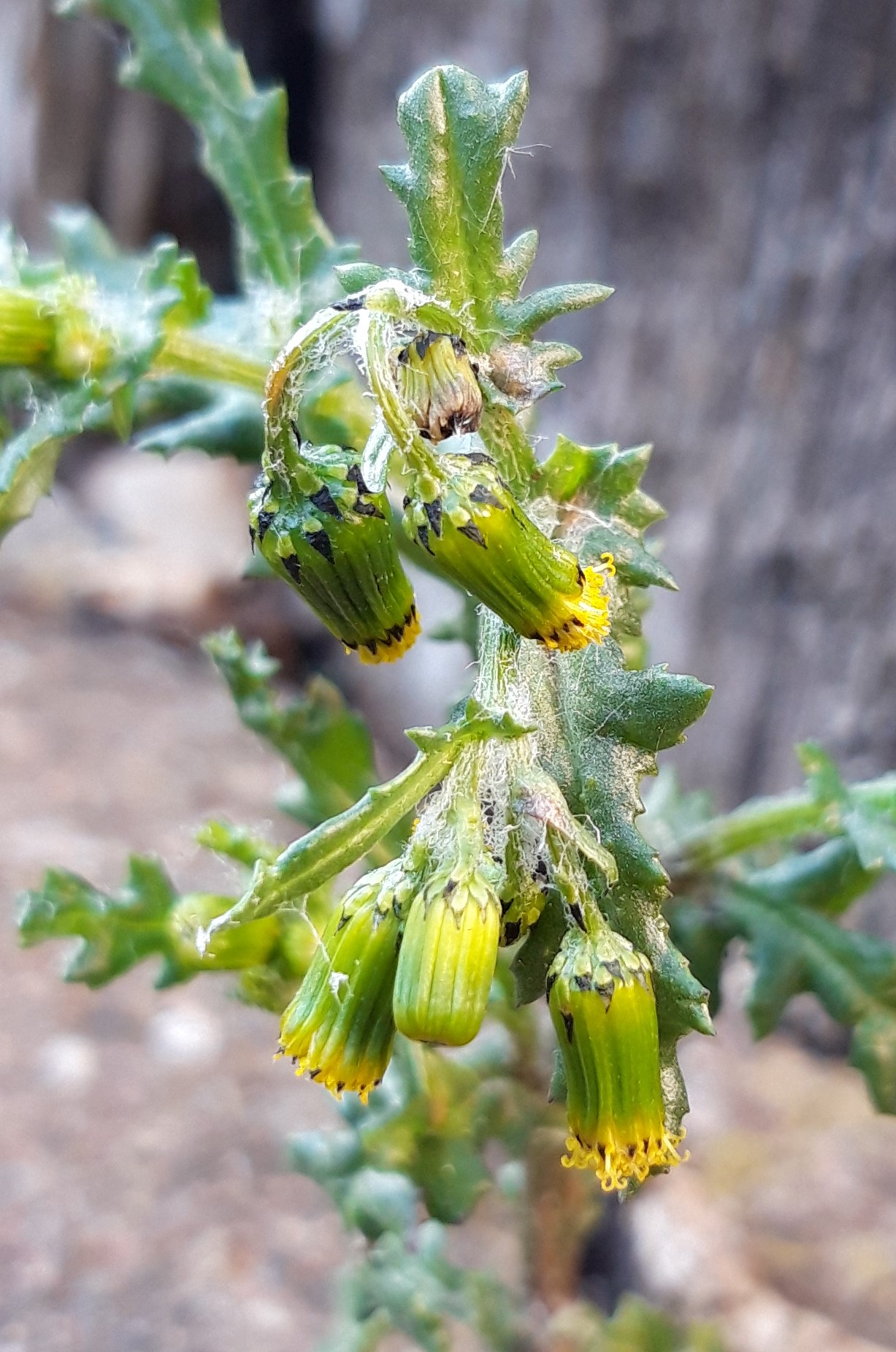 Séneçon vulgaire inflorescence