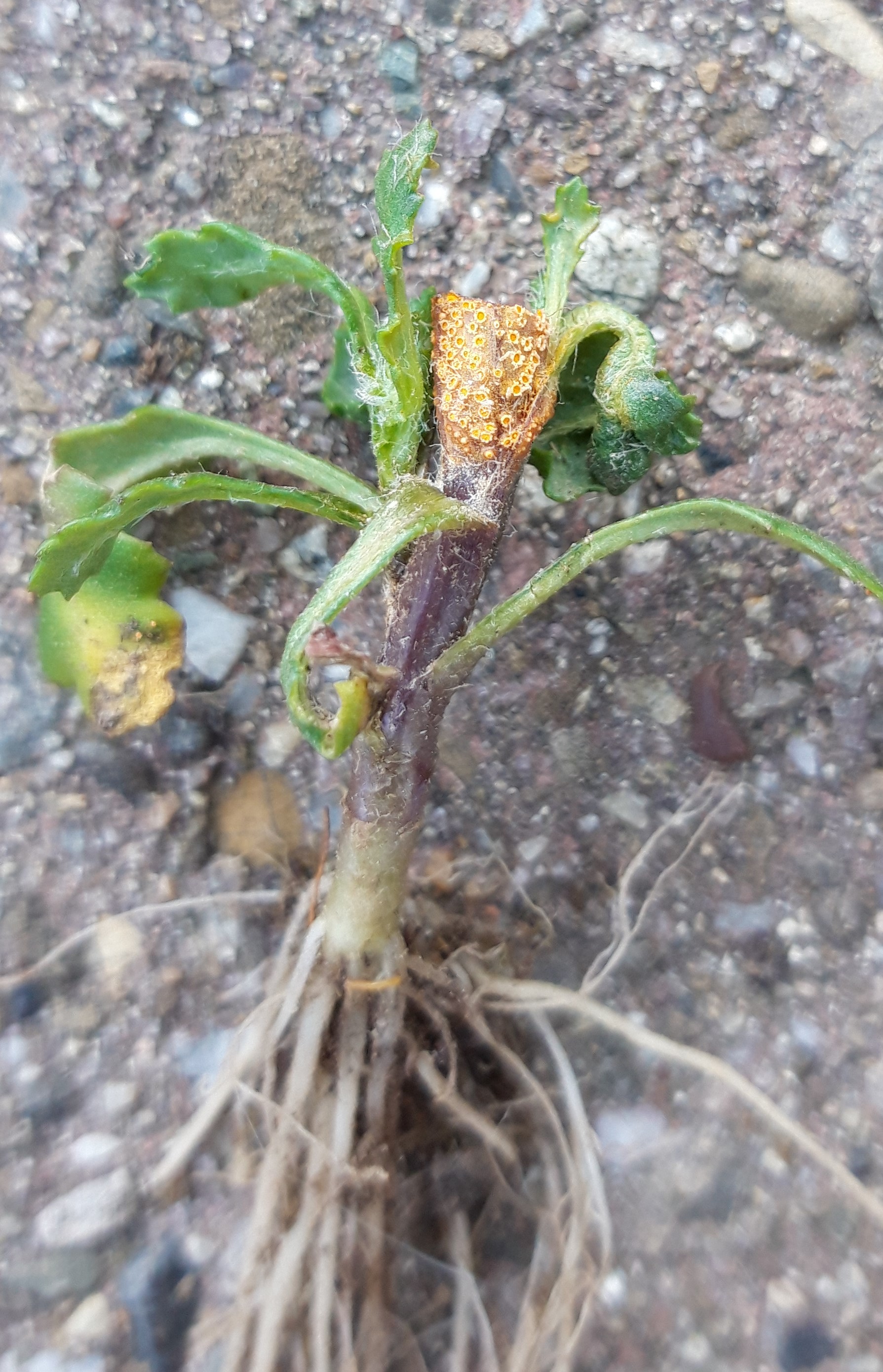 Séneçon vulgaire base de la tige